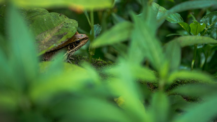 Closeup of adult frog rest on edge of pond with green vegetable leaves at Taiwan