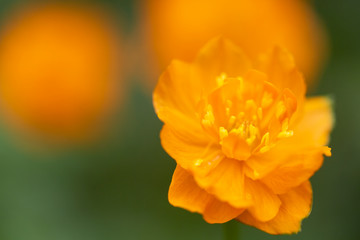 Blooming flower of intense orange-red colour (Trollius asiaticus) in the forest on a blurry orange background