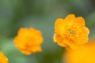 Blooming flower of intense orange-red colour (Trollius asiaticus) in the forest on a blurry green background