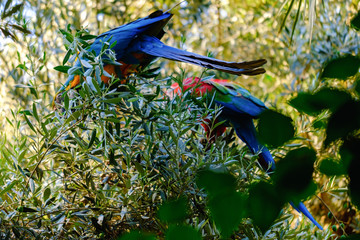 Blue and red macaw parrot on a branch of olive tree