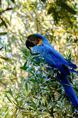 Blue macaw parrot on a branch of olive tree