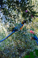 Blue and red macaw parrot on a branch of olive tree