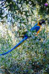 Blue macaw parrot on a branch of olive tree