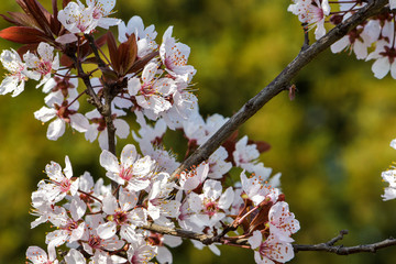 Beautiful flowers in the wild