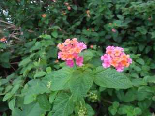 Fototapeta premium flowers in the garden