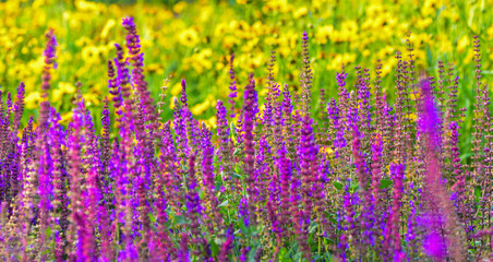 Obraz premium Beautiful flowers in the wild