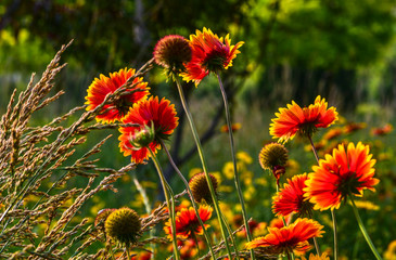 Beautiful flowers in the wild