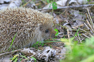 A hedgehog is playing outside
