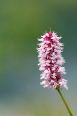 Blossoming wild orchid, white and purple flowers. Large vertical shot with a blurry rear background
