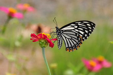 Naklejka premium Butterfly on Flowers