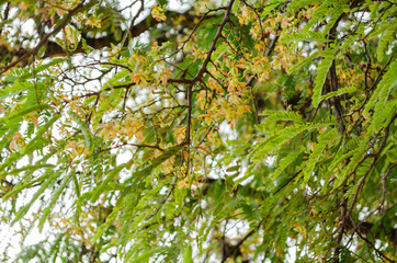 Small Yellow Blossoms Of Tamarind Tree