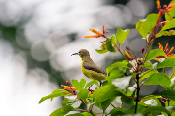 Yellow-bellied sunbird