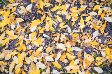 Many yellow autumn leaves lying on the ground in the Park. Autumn leave. Autumn. .
