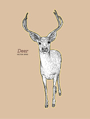 Deer, animal. Hand draw sketch vector.