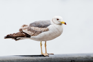 Seagull on the seashore looking for some food. Close-up view.