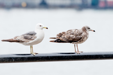 Seagulls on the seashore.
