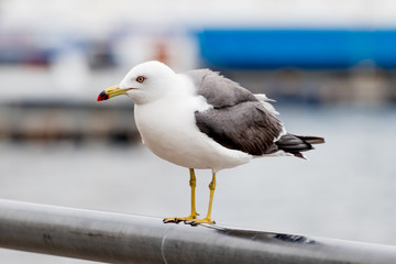 Seagull on the seashore.