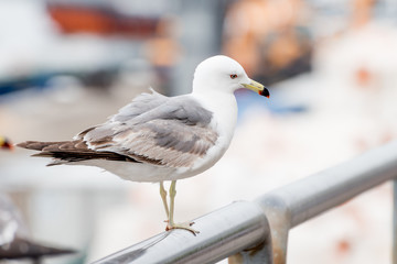 Seagull on the seashore.