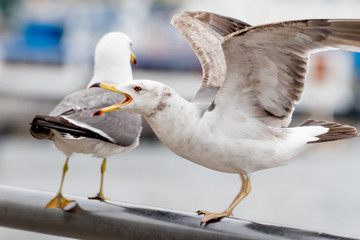Seagull on the seashore.