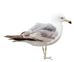 Seagull bird. Close-up view. Isolated on white.