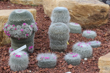  Cactus with pink flower.