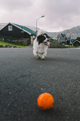 Happy dog plays with ball Faroe Islands