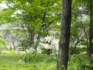 Lilium auratum flowers in early summer