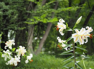 Lilium auratum flowers in early summer