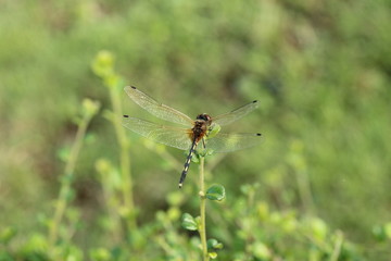 Close up a Dragonfly on a branch.
