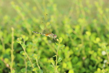 Close up a Dragonfly on a branch.