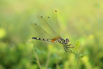Close up a Dragonfly on a branch.
