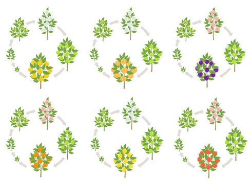 Fruit tree round growth stages set. Apple, peach and lemon mandarin. Plum and cherry. Vector illustration. Fruit Orchard trees plant harvest. life cycle development animation progression.
