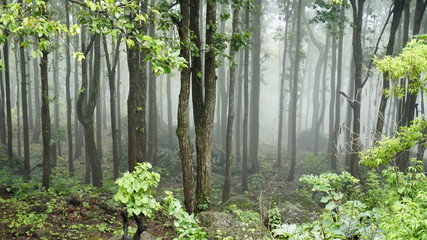 Fototapeta premium Fog tree 