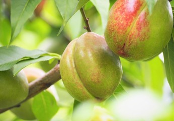 Yakan　peaches in early summer
