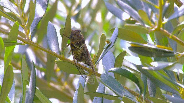 Cicadidae insect on olive tree. Singing cicada with olive leaves on background. Cicadidae on the tree trunk. Flora of Europe. Little cicadidae. Macro close up. Insect of wildworld. Cicada season