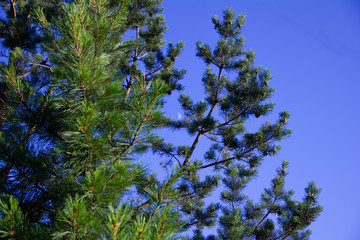 the moon on the blue sky. The moon can be seen through the branches of the pine.