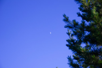the moon on the blue sky. The moon can be seen through the branches of the pine.