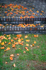 Fototapeta premium Flowers that have fallen on the floor after a heavy rain