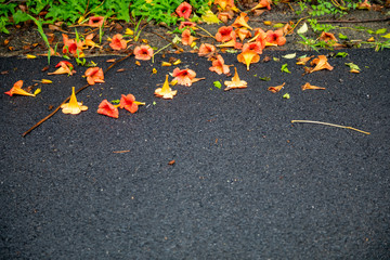 Flowers that have fallen on the floor after a heavy rain