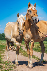 A pair of friendly horses on the field close-up.
