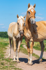 Fototapeta na wymiar A pair of friendly horses on the field close-up.