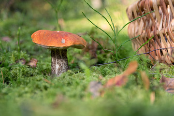 Closeup photo of a single orange-cap boletus in the forest. In the background is a basket for collecting mushrooms