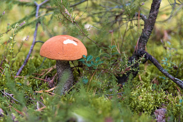 Orange-cup boletus in the autumn forest. Green background behind the mushroom