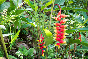 Heliconia flowers plant tree in forest background. Red and yellow Helicania rostrata Ruiz & Pavon...