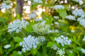 Queen Anne's Lace in Summer Field