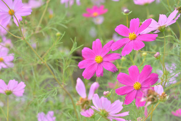 Fototapeta premium ピンクのコスモス