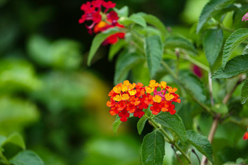 Colorful Flower in the green garden