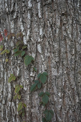 bark of a tree background