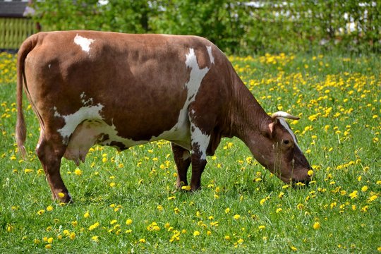 Big innocent cow on free grazing