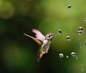Hummingbirds with water drops © Jennifer Chen